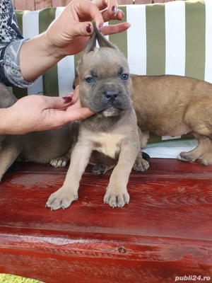 vând cane coro - imagine 5