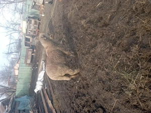 Vând mior bun prăsilă sau  taeat