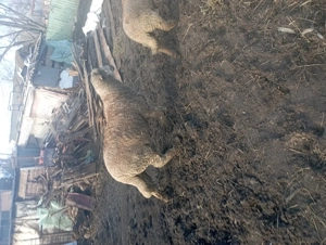 Vând mior bun prăsilă sau  taeat - imagine 3