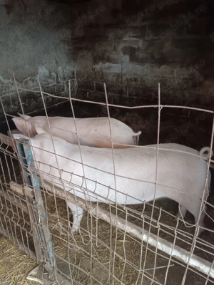 Vand 2 porci  - imagine 4