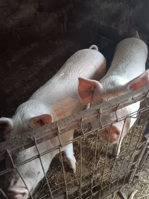 Vand 2 porci  - imagine 2