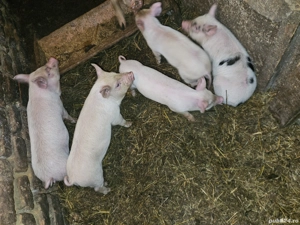 vand purcei - imagine 2