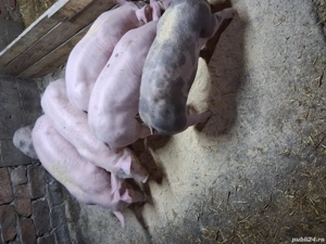 vând șoldani  de  25  30 kg.