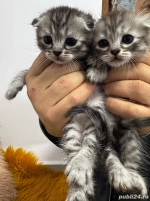 vand luisori de scottish fold  - imagine 5