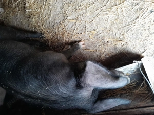 Porc de taiat - imagine 2