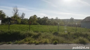 Lucernă la prima coasă 2026 - imagine 2