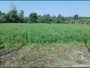 Lucernă la prima coasă 2026 - imagine 3