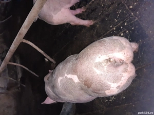 Purcei pietrain  - imagine 2