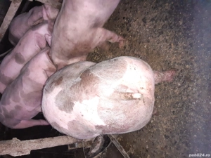 Purcei pietrain  - imagine 3