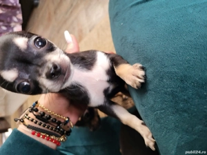 puiuti chihuahua  - imagine 5