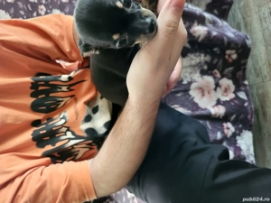 puiuti chihuahua  - imagine 4