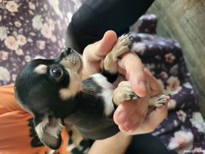 puiuti chihuahua  - imagine 2