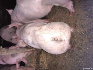 Purcei pietrain  - imagine 4