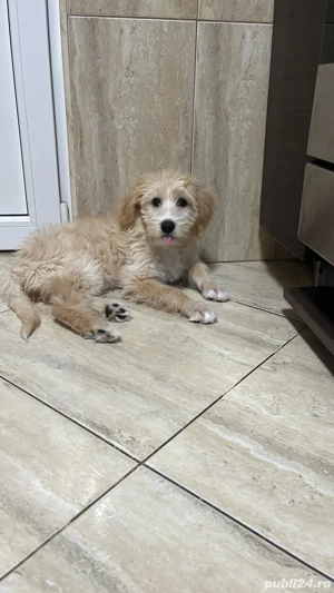 Catelusa pentru adoptie  - imagine 2