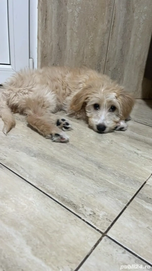 Catelusa pentru adoptie 