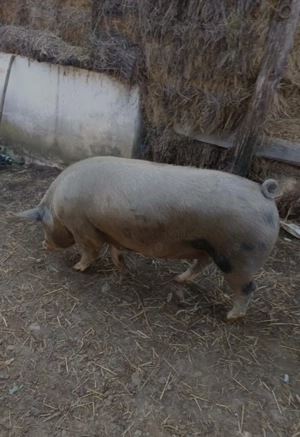 Vând grasuna pentru sacrificat prăsila 