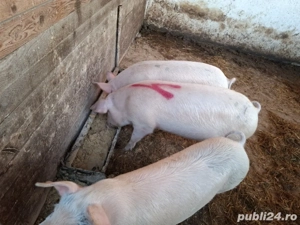 porci de tara 90-180kg - imagine 2