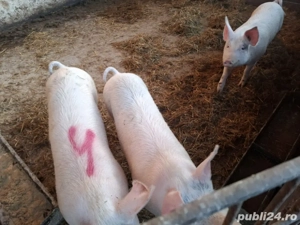 porci de tara 90-180kg