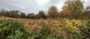 Teren intravilan si extravilan sat Prodanesti, jud Galati - imagine 2