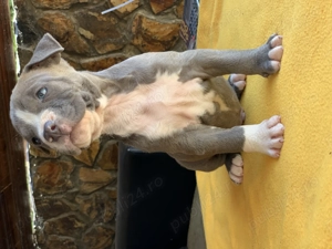 Vand catei amstaff blue  - imagine 4