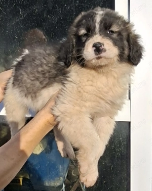 Cațelusi Ciobanesc Românesc de Bucovina - imagine 3