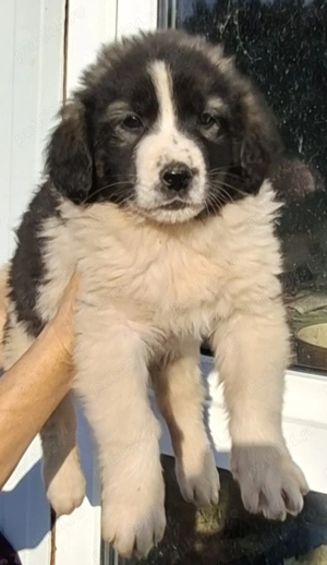 Cațelusi Ciobanesc Românesc de Bucovina