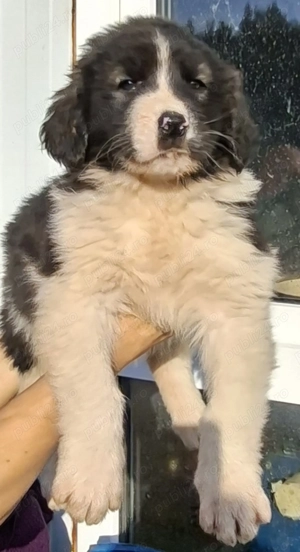 Cațelusi Ciobanesc Românesc de Bucovina - imagine 2