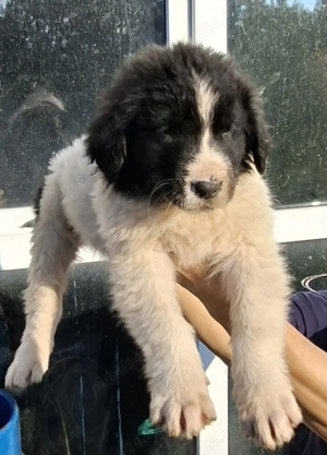 Cațelusi Ciobanesc Românesc de Bucovina - imagine 5