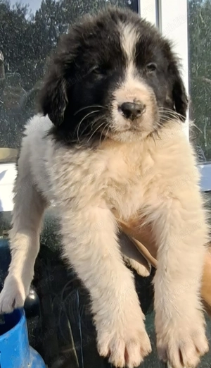 Cațelusi Ciobanesc Românesc de Bucovina - imagine 4