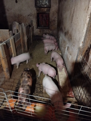 Purcei de vânzare  - imagine 2