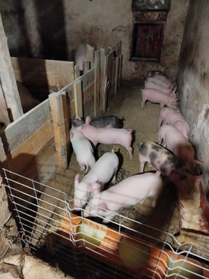 Purcei de vânzare  - imagine 3