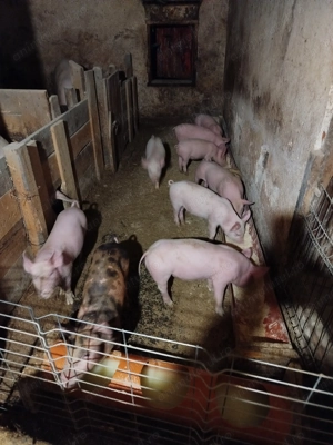 Purcei de vânzare  - imagine 4