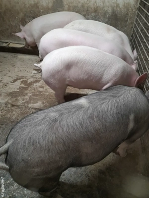 Vind porci de taiat Marele Alb si Marele Alb cu Pietrean.  - imagine 2