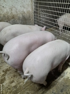 Vind porci de taiat Marele Alb si Marele Alb cu Pietrean.  - imagine 3