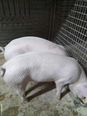 Vind 2 soldani pereche .