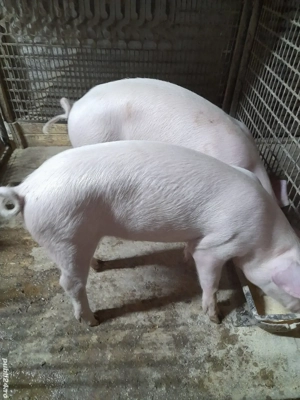 Vind 2 soldani pereche . - imagine 3