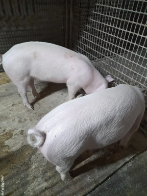 Vind 2 soldani pereche . - imagine 2