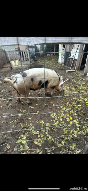 vand porc pentru craciun