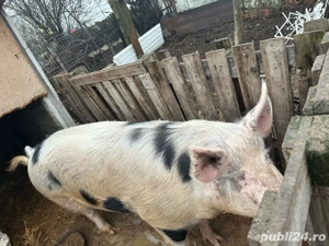 vand porc pentru craciun - imagine 2