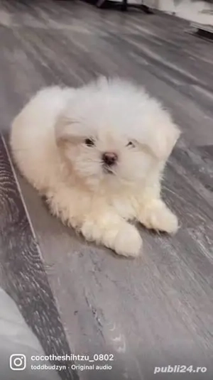 catei shitzu,asigur transport!