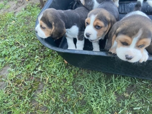 Catei beagle 7 saptamani