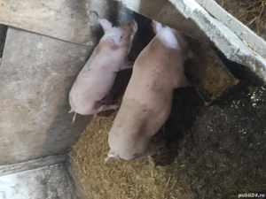 disponibil porci de la 70 la 120 kg, landrace duroc