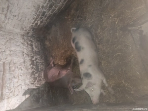 disponibil porci de la 70 la 120 kg, landrace duroc - imagine 2