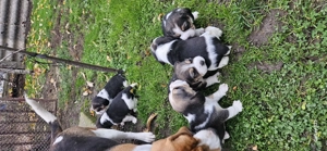 Catei beagle 7 saptamani - imagine 2