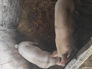 disponibil porci de la 70 la 120 kg, landrace duroc - imagine 3