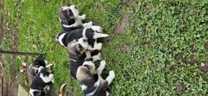 Catei beagle 7 saptamani - imagine 3