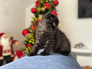 Pisicuță Scottish Fold - culoare rar întâlnită, cu Pedigree - imagine 4