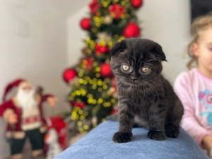 Pisicuță Scottish Fold - culoare rar întâlnită, cu Pedigree - imagine 5