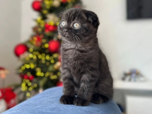 Pisicuță Scottish Fold - culoare rar întâlnită, cu Pedigree