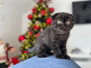 Pisicuță Scottish Fold - culoare rar întâlnită, cu Pedigree